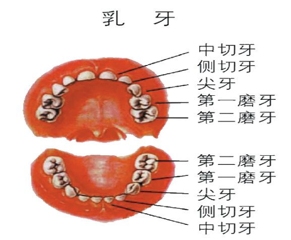 老年人口腔健康知识_老年人口腔健康图片(3)