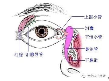 老年人泪囊炎