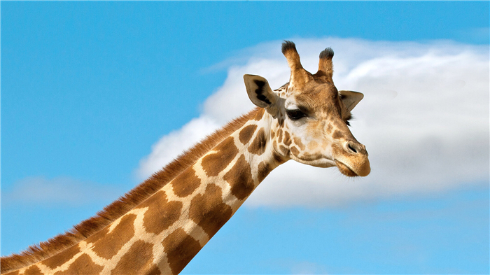 innis dagg)认为,长颈鹿身上的斑点花纹可以遗传给下一代,包括斑点的