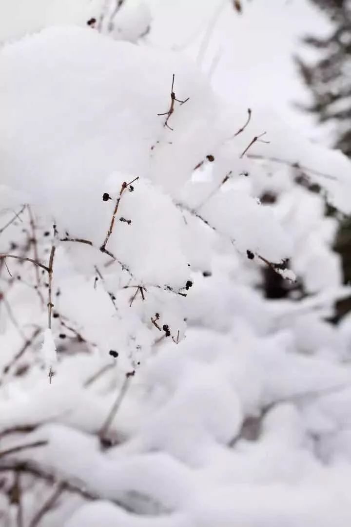 大雪:夜深知雪重 时闻折竹声 微言夜读 经典