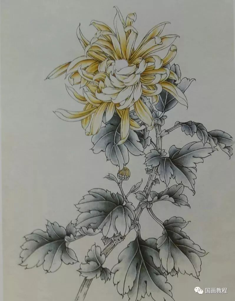 国画教程这是我见过最好的工笔菊花画法附线描画谱和示范视频