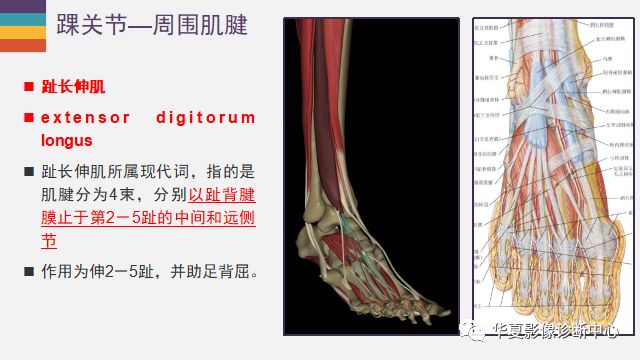 最近大家都在学习踝关节,如此详细的解剖,再也不担心看不懂了(一)