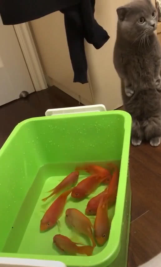 貓咪站著爪子叉腰，表情惹笑網友，喵：這麼多魚，是給我準備的？ 萌寵 第4張