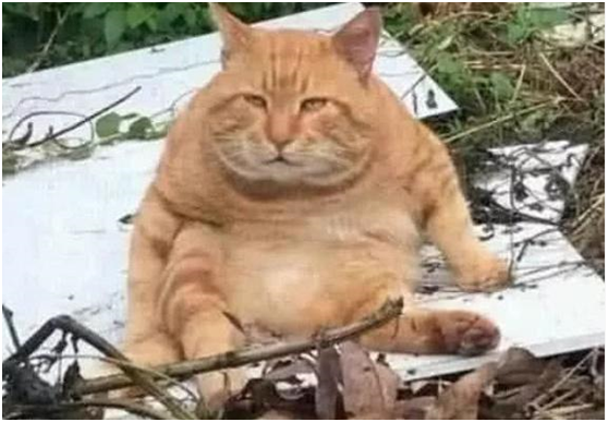 橘貓吃得太多體重超標，被主人強行送回鄉下，一個月後去看它笑翻 萌寵 第2張