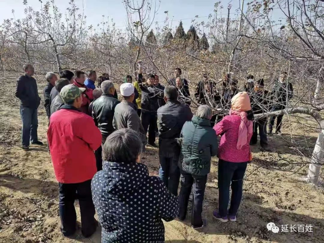 延长县罗子山镇觅太村果树管理培训 科技扶贫助力脱贫攻坚