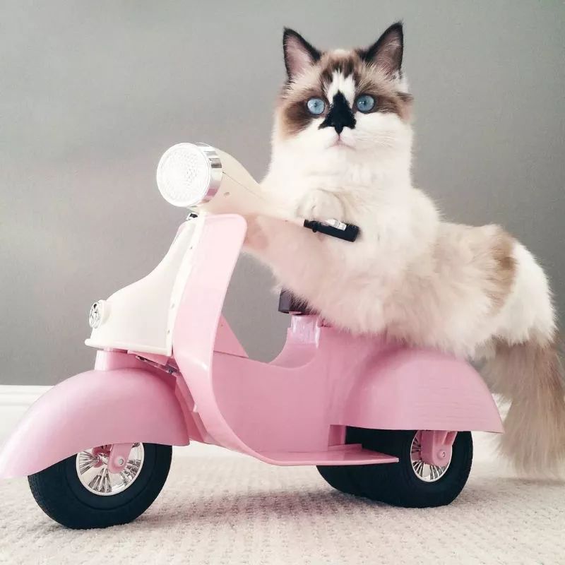 这只叫做Albert的短腿猫咪，在instagram有着45万粉丝