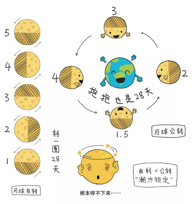 由于"潮汐锁定,月球自转一周的周期与围绕地球公转一周的周期相等,约