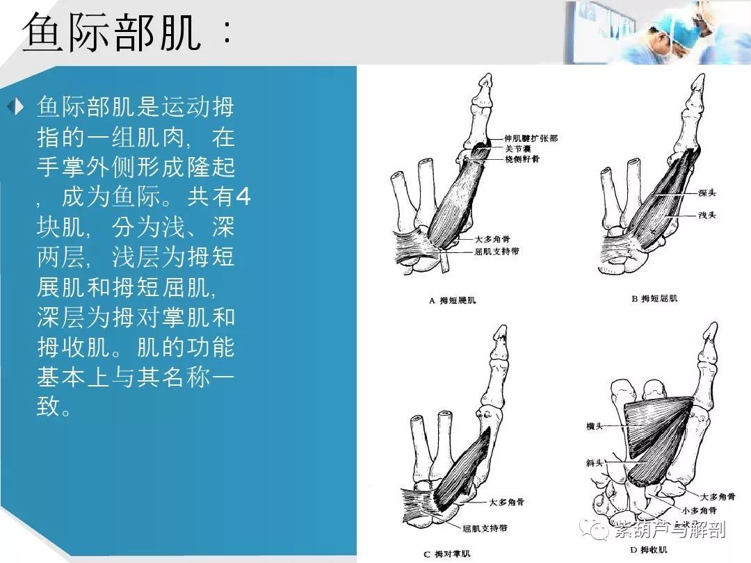 手部肌腱解剖及功能