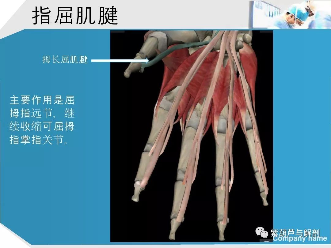 手部肌腱解剖及功能