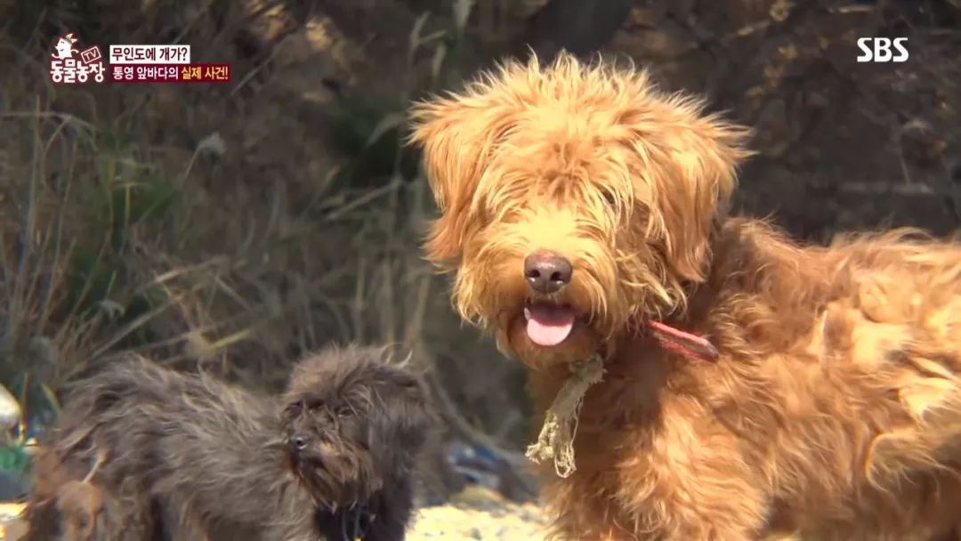 韩国无人岛上被弃养了两只狗狗，主人任它们在岛上自生自灭