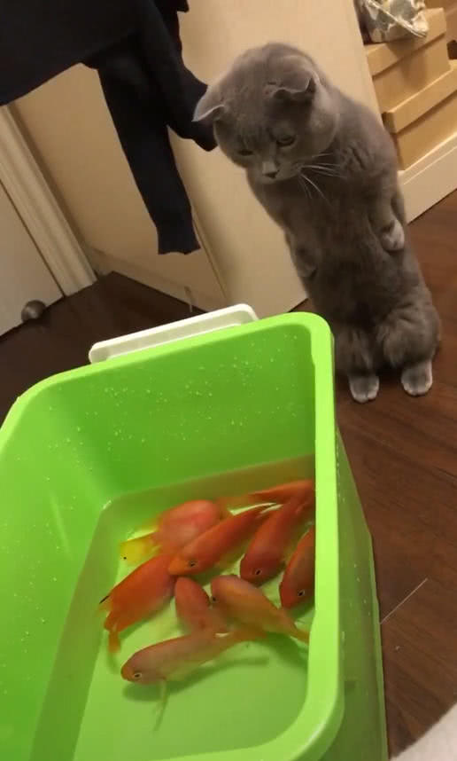 貓咪站著爪子叉腰，表情惹笑網友，喵：這麼多魚，是給我準備的？ 萌寵 第2張