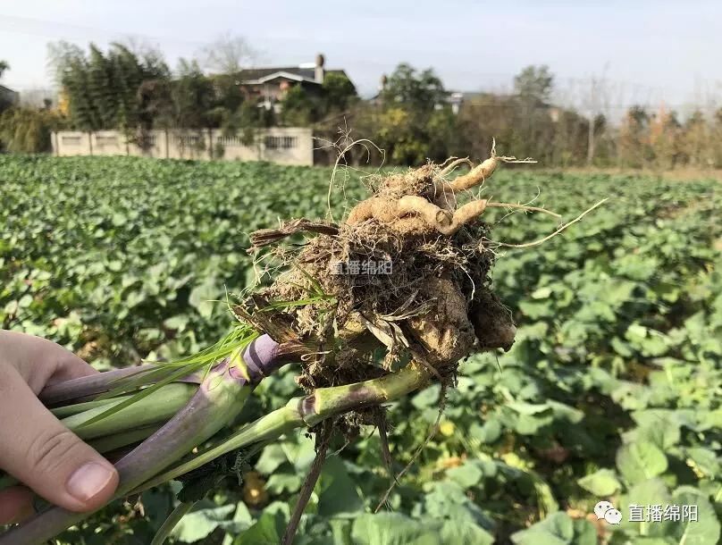 油菜长成大头菜原来是患了根肿病