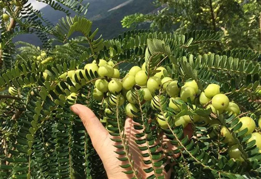 【周末去哪儿】带着家人来宾川这个地方,摘乒乓球大的滇橄榄!