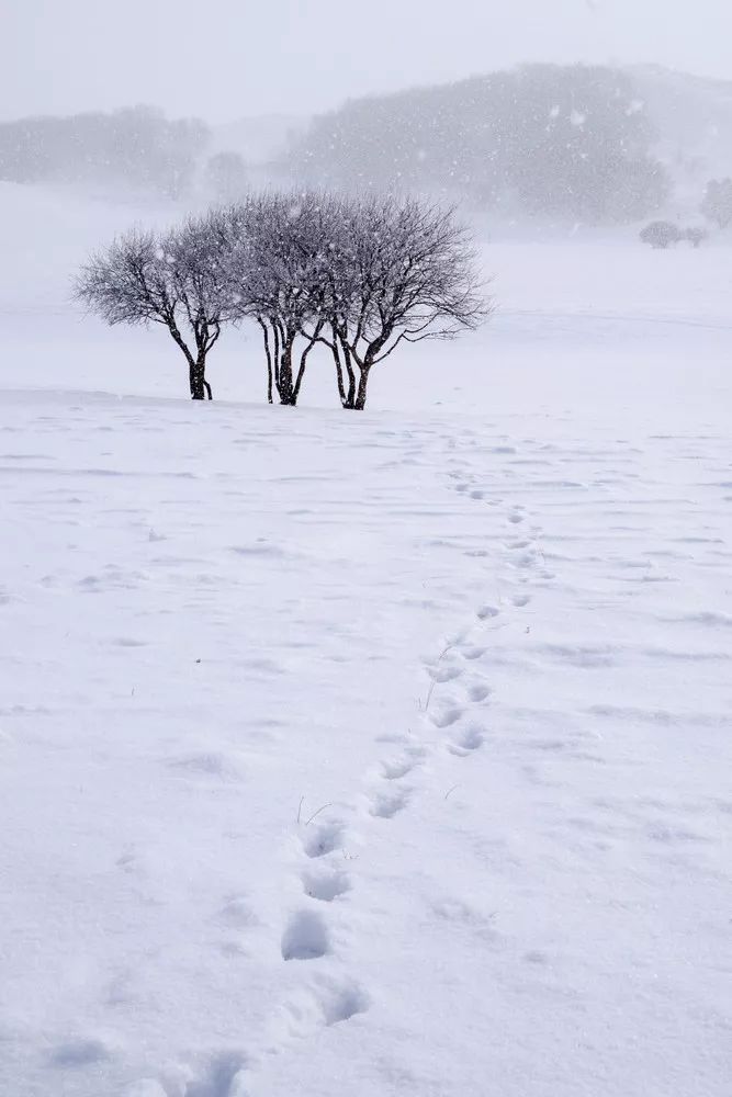 今天,好冷艳而诗意的雪景!有人目睹一只雪鸟飘过天空