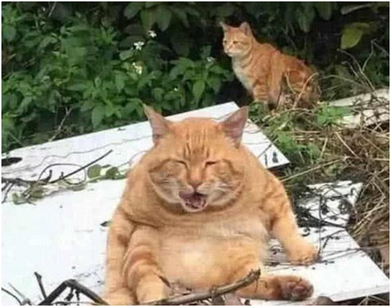 橘貓吃得太多體重超標，被主人強行送回鄉下，一個月後去看它笑翻 萌寵 第3張
