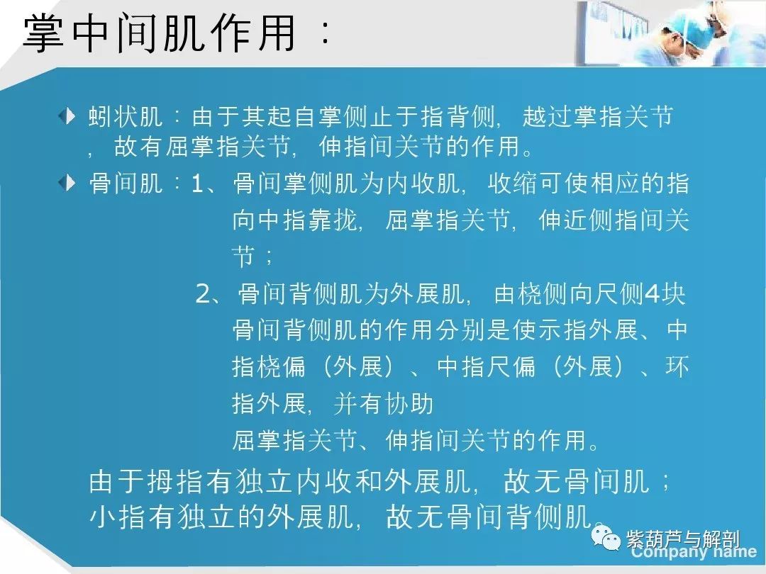 手部肌腱解剖及功能