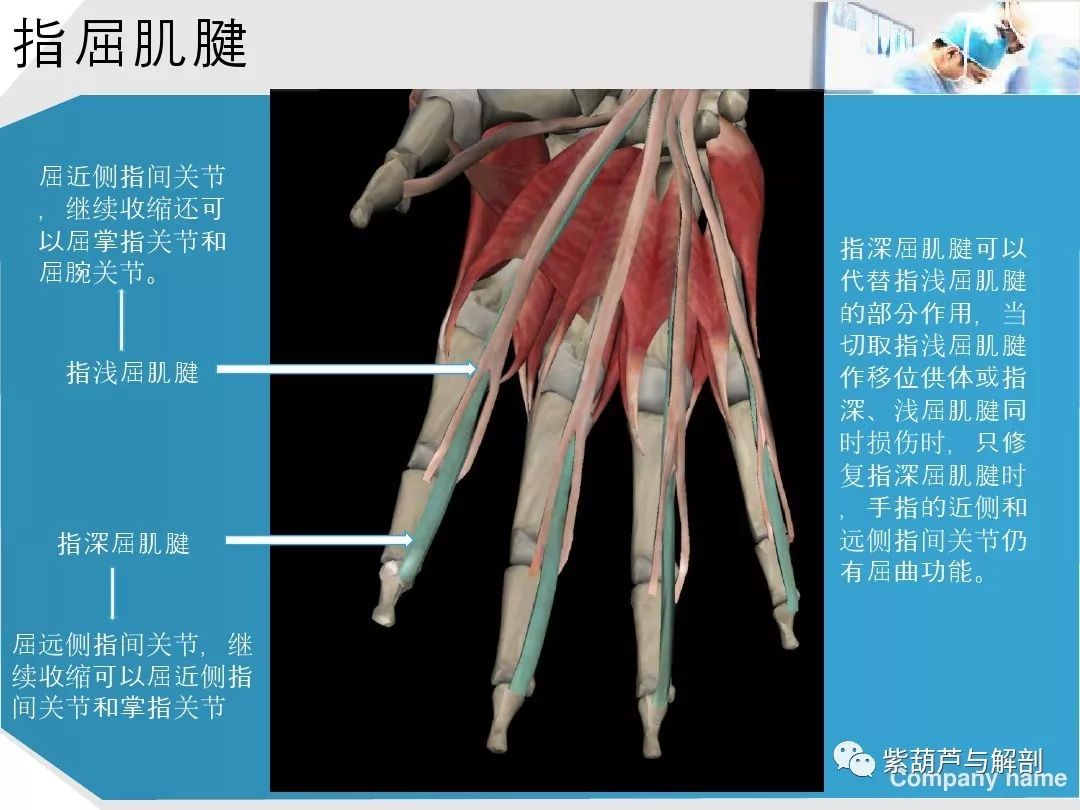 手部肌腱解剖及功能