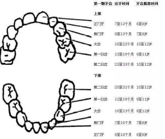 儿童换牙的4大疑问家长知道了吗?