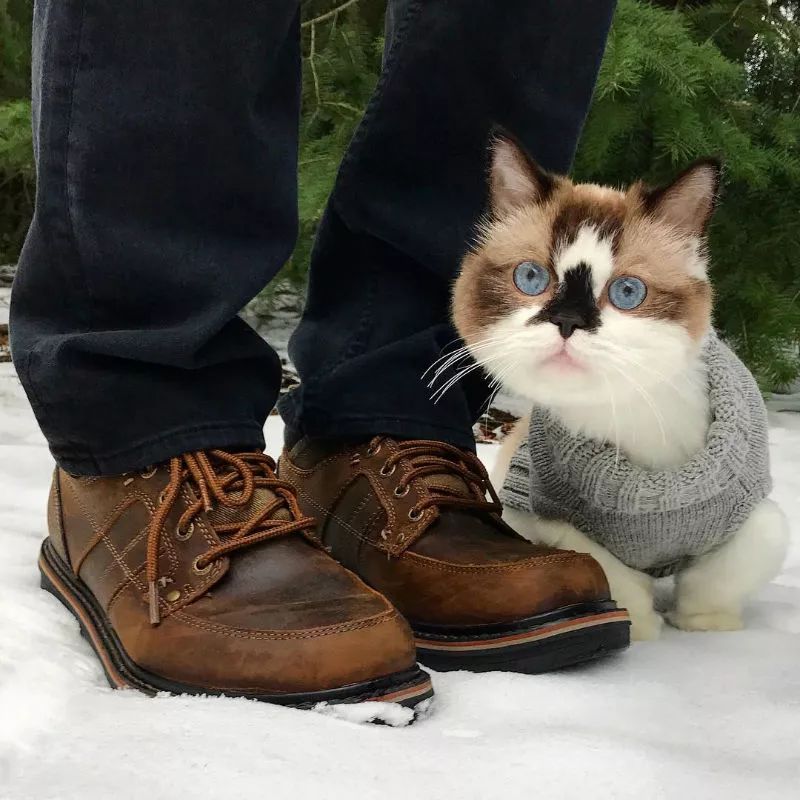 这只叫做Albert的短腿猫咪，在instagram有着45万粉丝