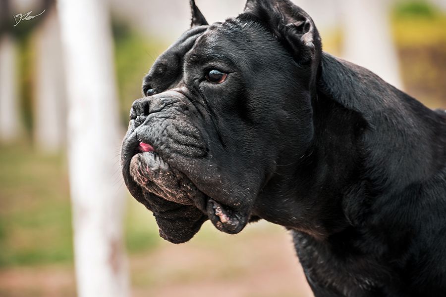 世界名犬之卡斯罗犬能干掉一头成年野猪的犬给你做护卫怎样