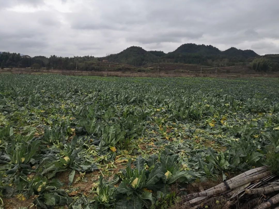 常山不少蔬菜賣出「白菜價」！初冬菜價遇冷，怎麼回事？ 台灣新聞 第3張