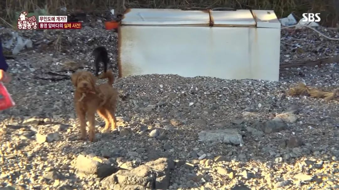 韩国无人岛上被弃养了两只狗狗，主人任它们在岛上自生自灭