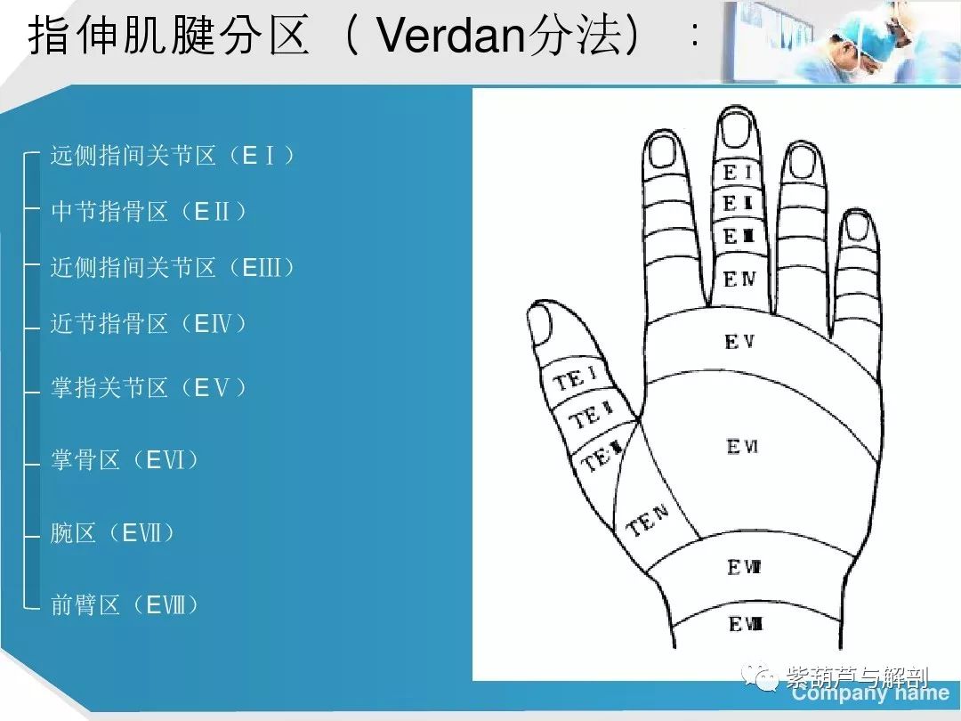 手部肌腱解剖及功能