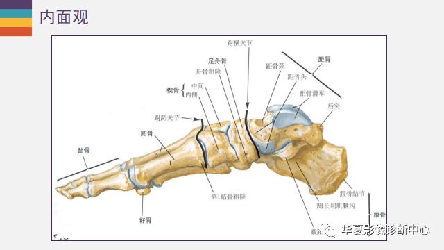 最近大家都在学习踝关节,如此详细的解剖,再也不担心看不懂了(一)