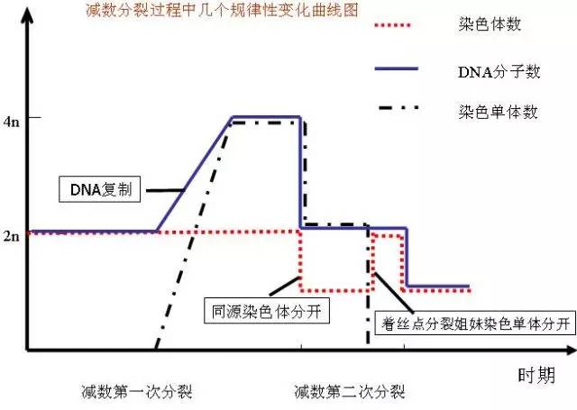 主动运输的条件: 浓度差,载体,能量 细胞增殖 减数分裂时期染色体,dna