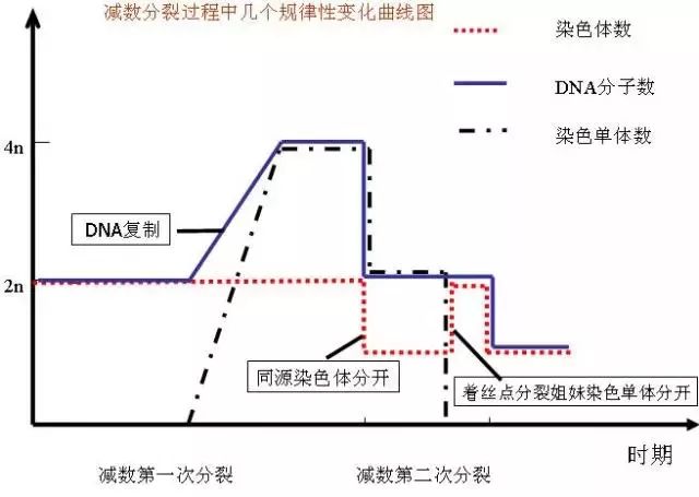 1,减数分裂时期染色体,dna变化规律