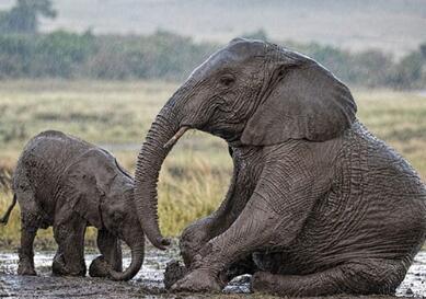 原来贪玩的小象也有一个同样贪玩的大象妈妈,这姿势不累么?
