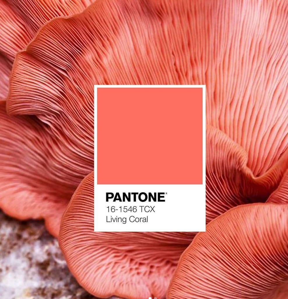 pantone 发布2019年留下代表色: 珊瑚橘色!