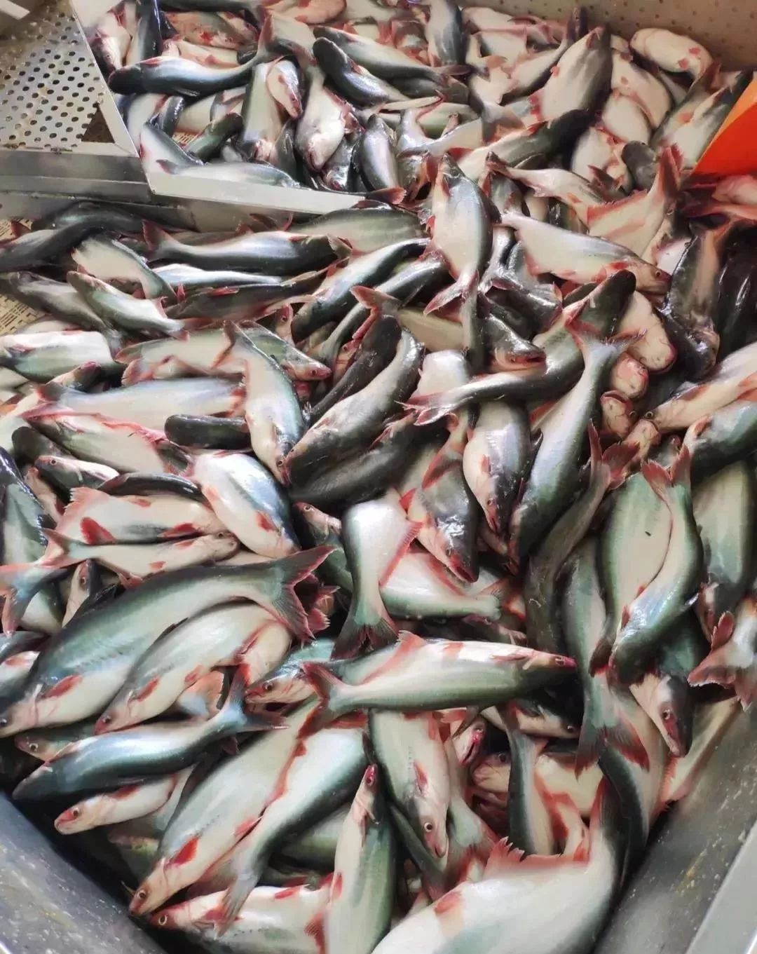 【行业资讯】中国掀起巴沙鱼养殖热潮,让这个国家感受到了压力,明年