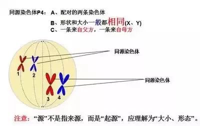 2,同源染色体