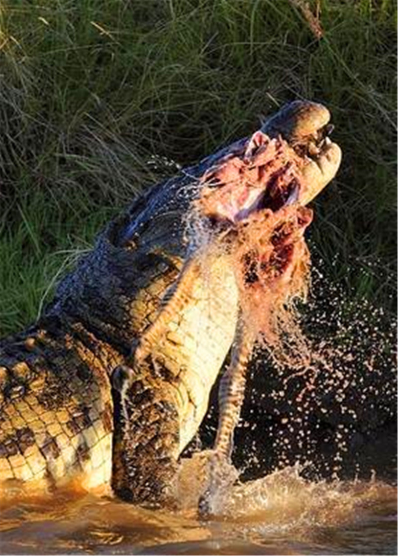 野动物摄影师走着走着,突然看到一头巨大的鳄鱼在水里摇头晃脑的吃肉