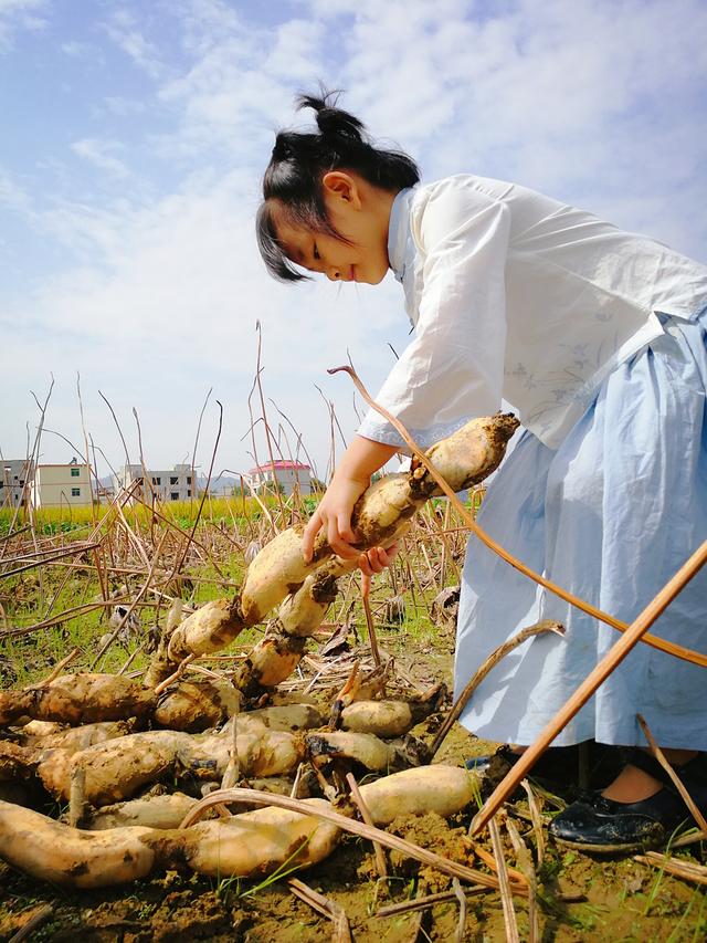 宸食品用不变的初心,打造始终如一的绿色健康;荷花十里香,莲藕生长旺