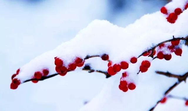 今日大雪万物冬藏待春来