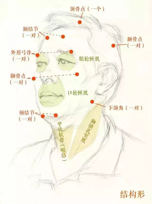 头发的形状,五官的位置,头部七大骨点:顶骨,额丘,眉弓骨,颧骨,颏结节