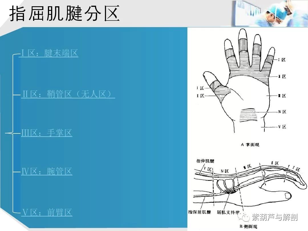 手部肌腱解剖及功能