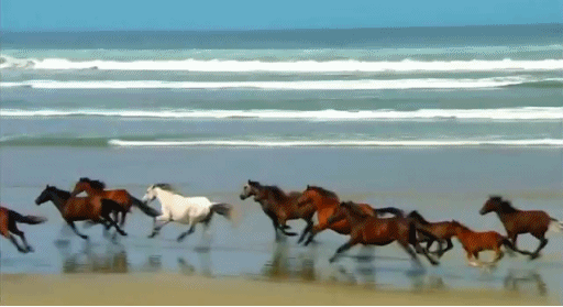教你如何让马拥有动力，顺畅地完成快步到跑步的切换！
