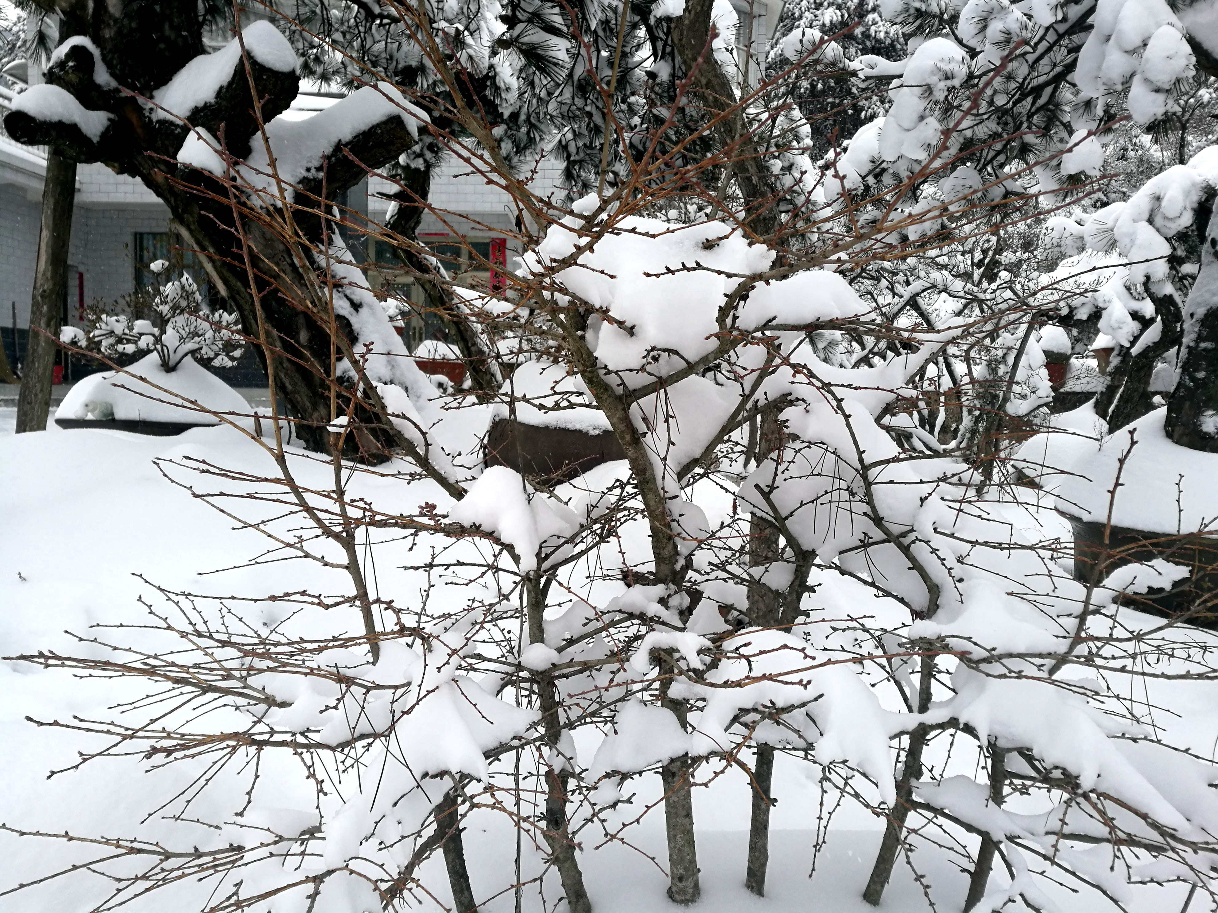 安徽下雪了,最美的雪在这里