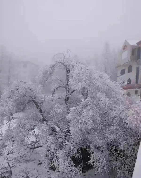 2018年第一场雪如约而至!来看看九宫山的雪景