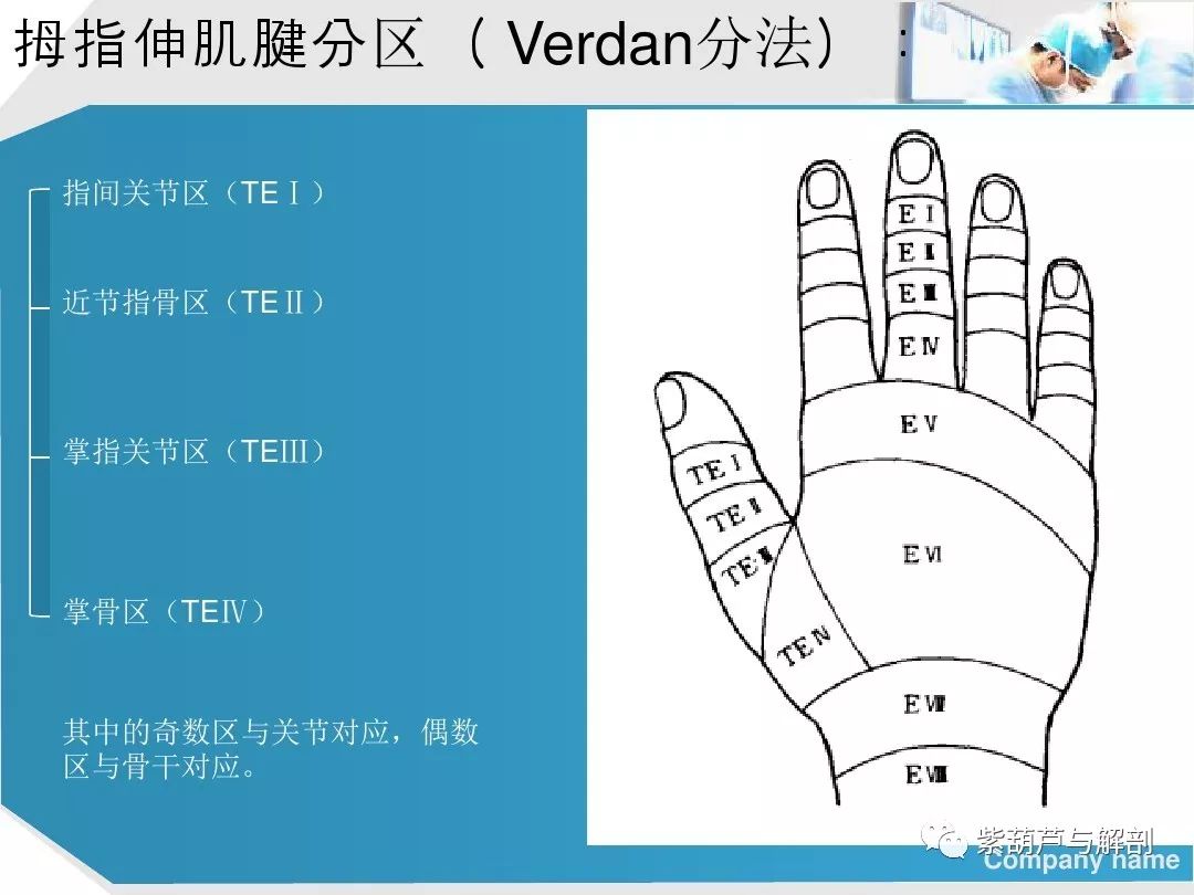 手部肌腱解剖及功能