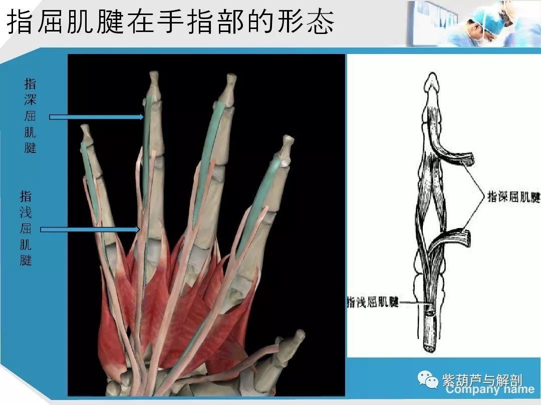 图7-24 手掌的肌肉、血管和神经(四)-基础医学-医学