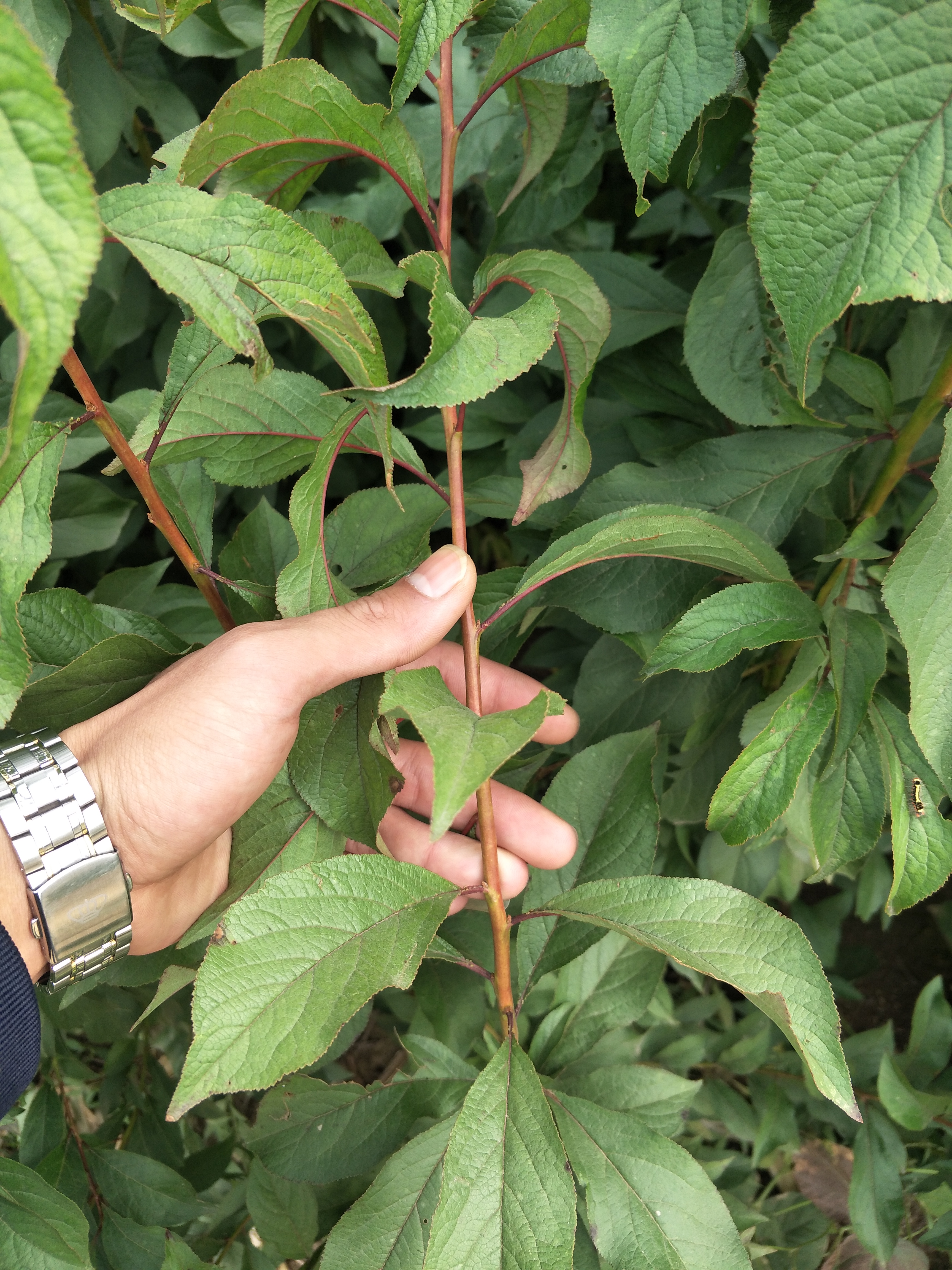 西梅李子苗的种植管理及嫁接管理