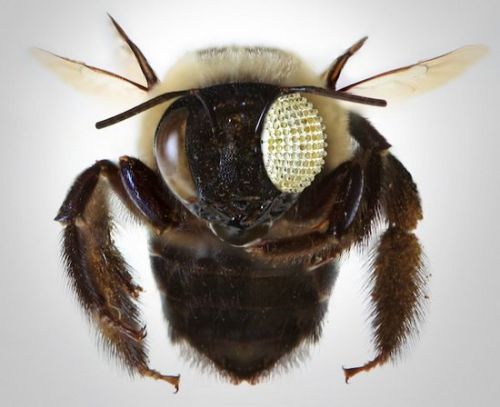 蜜蜂有几只眼睛你知道吗