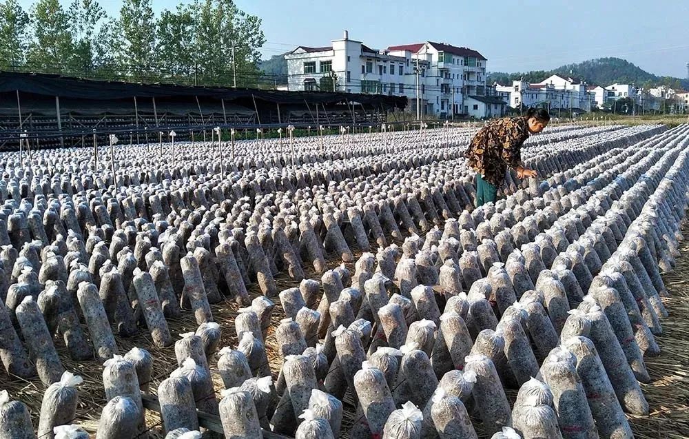 杜孝光《城市一角》蒋德先《爱心服务》蒋德先《包粽比赛》蒋德