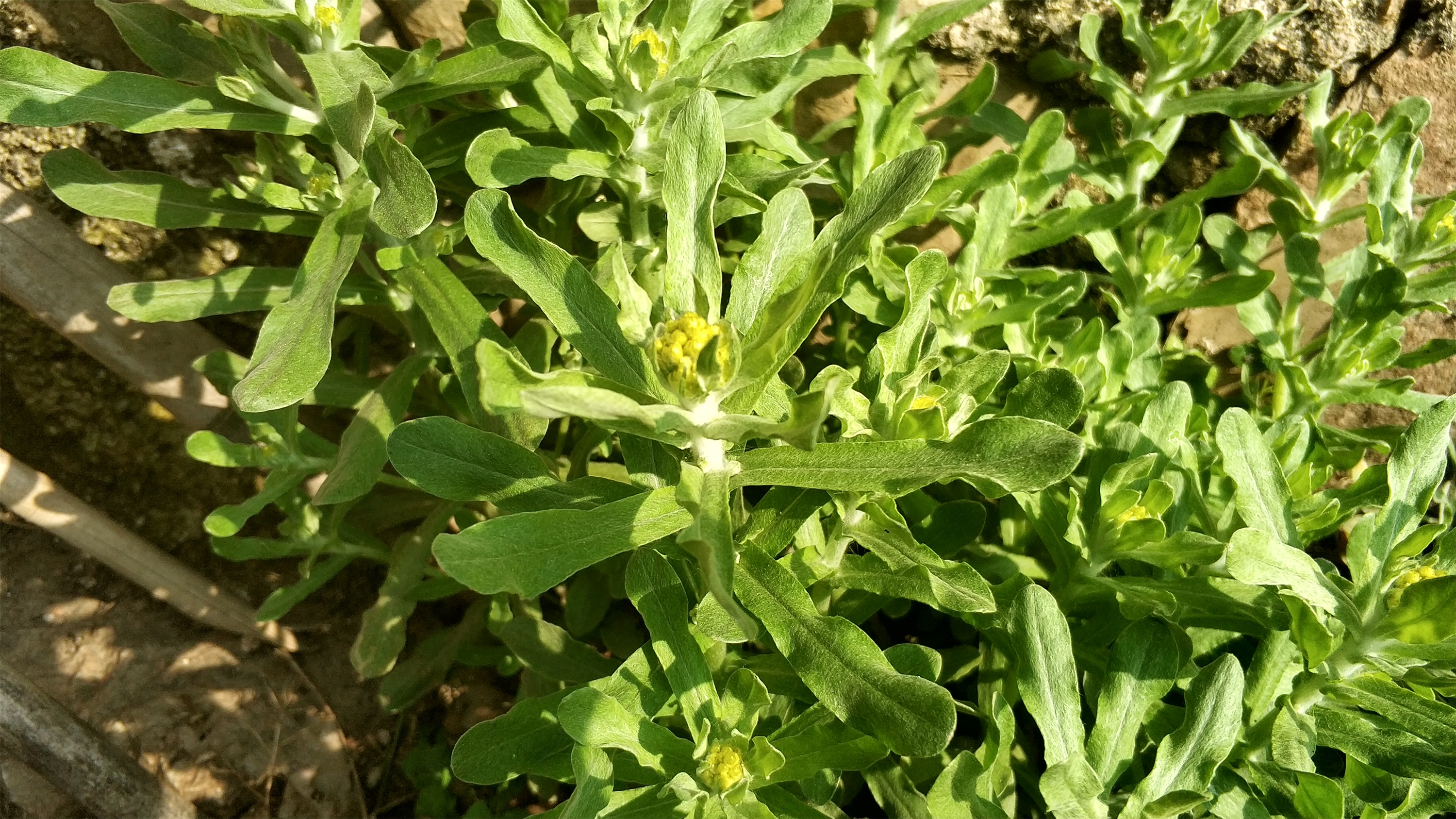 農村廁所邊的野草，人稱「鼠耳草」，價值珍貴，做「粑粑」是一絕 台灣新聞 第4張