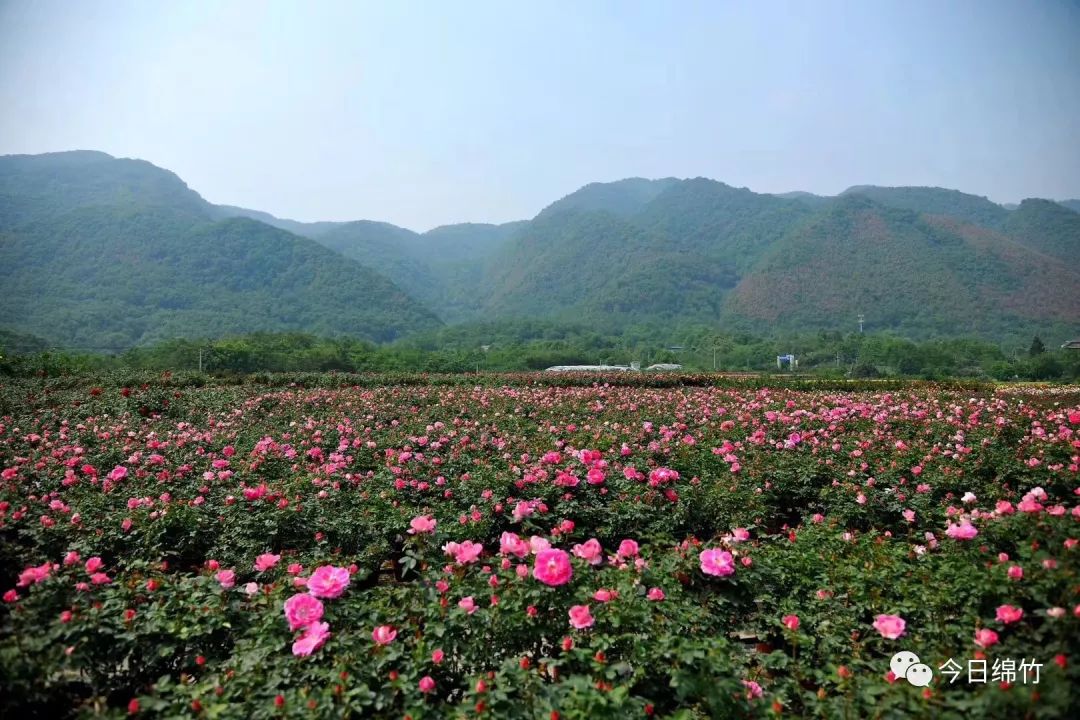 关注绵竹旅游再添新名片三个景点入选2018四川十大特色旅游品牌