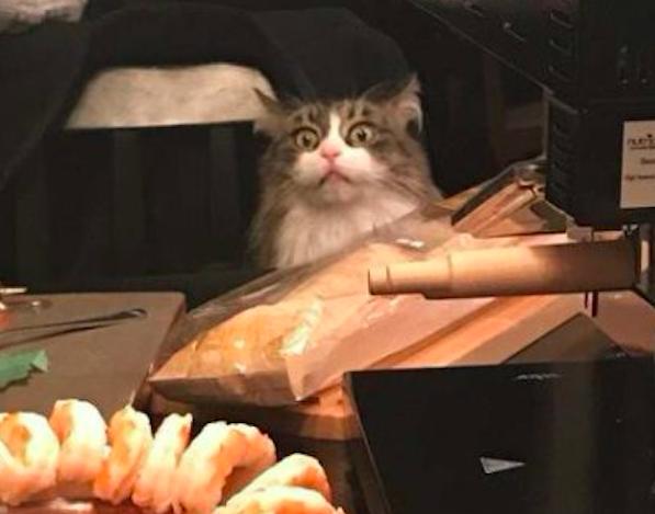 貓咪看見桌子上的蝦肉後，眼睛瞪得又大又圓：這些都是我的嗎？ 萌寵 第2張